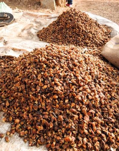 Mahua, Madhuca Flower